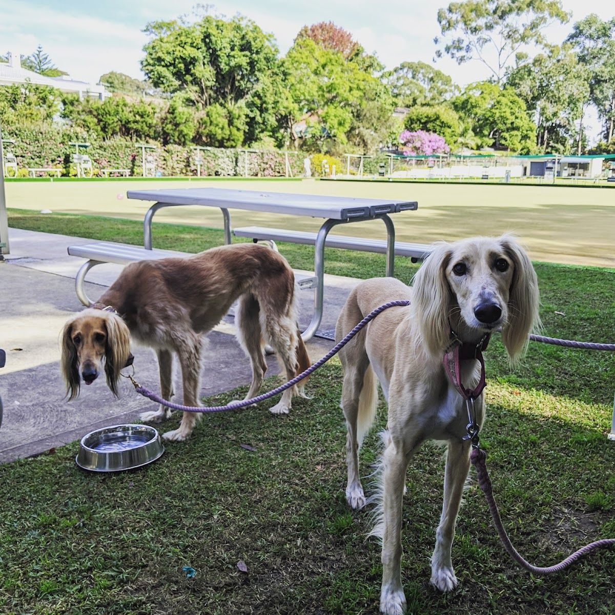 West Pymble Bicentennial Club thumbnail 7