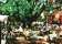 The Oaks thumbnail 1