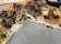 Darlings Bistro thumbnail 6