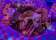 The Jackalope thumbnail 4