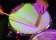 Eastern Suburbs Legion Club thumbnail 9